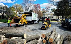 How Our Tree Care Process Works  in  Westbury, NY