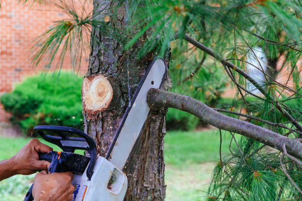 Westbury, NY Tree Services Company
